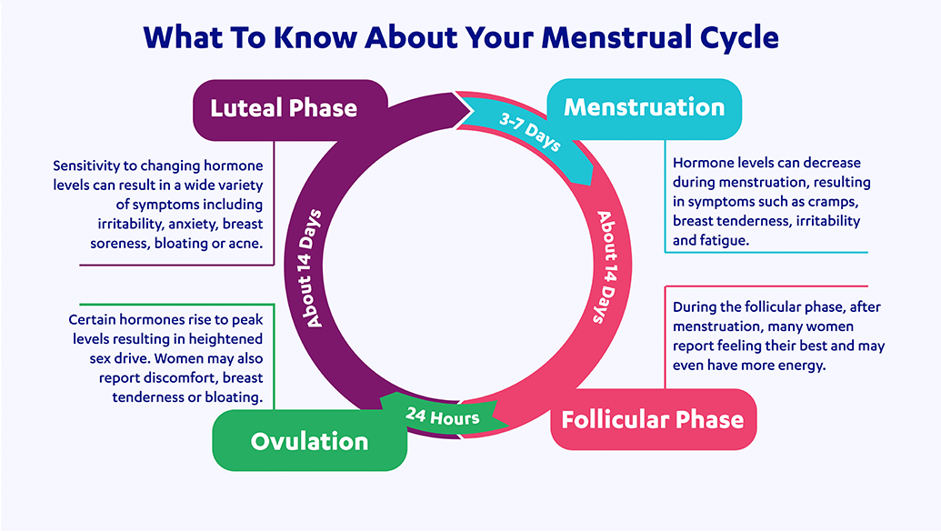 The Menstrual Cycle