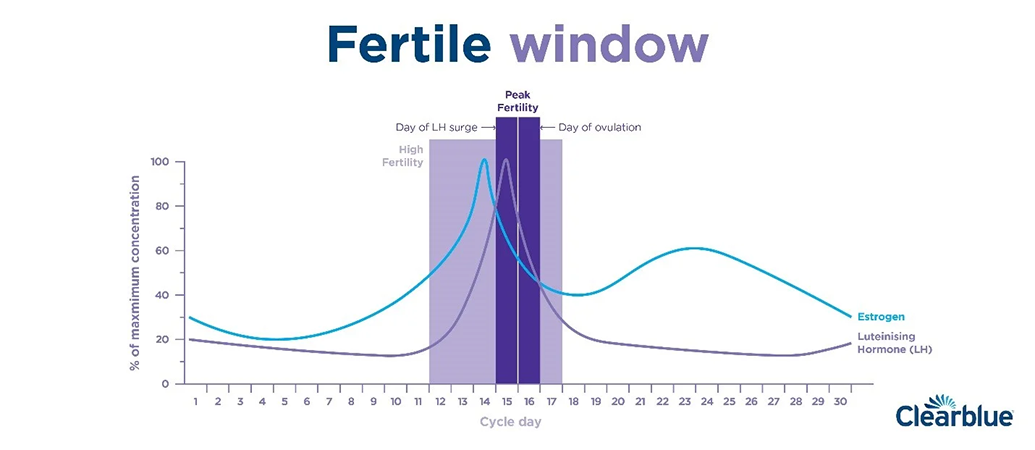 Understanding Your Menstrual Cycle and Phases