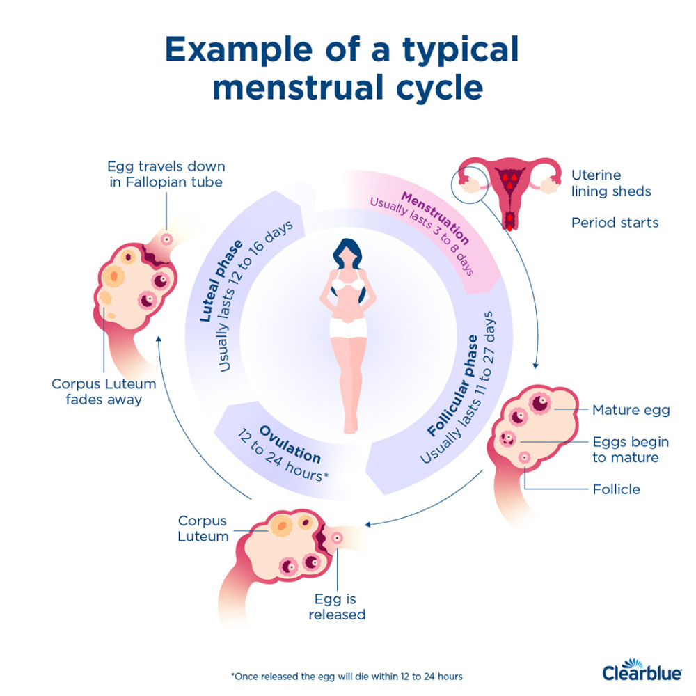 Understanding Your Menstrual Cycle and Phases | Create Health